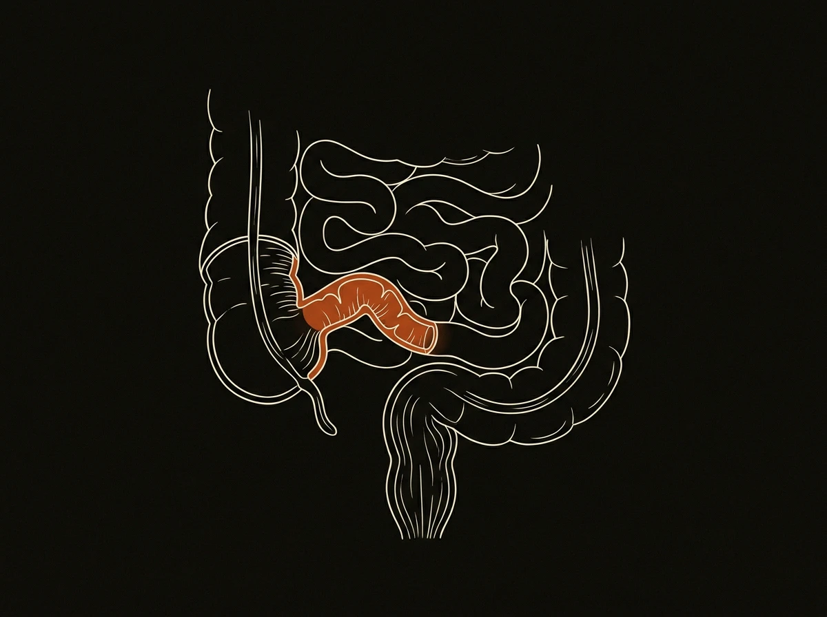 Editorial illustration of the lower digestive tract highlighting the terminal ileum where bile acids are reabsorbed.