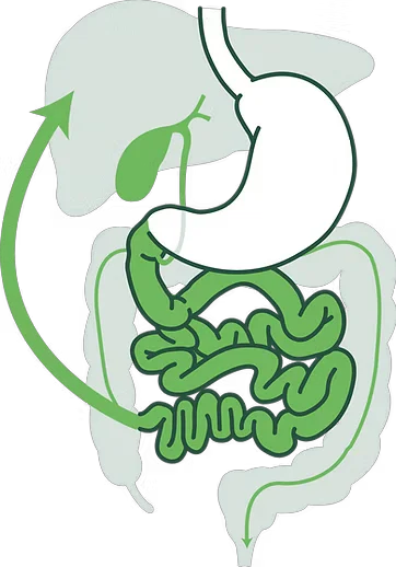 Diagram of normal bile acid circulation: bile acids reabsorbed at the terminal ileum and recycled.